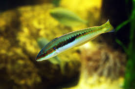 Peixe-rei